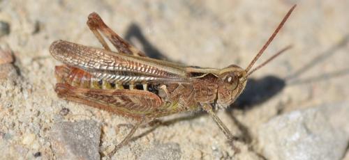 Réf. 335 931 : Chorthippus biguttulus biguttulus